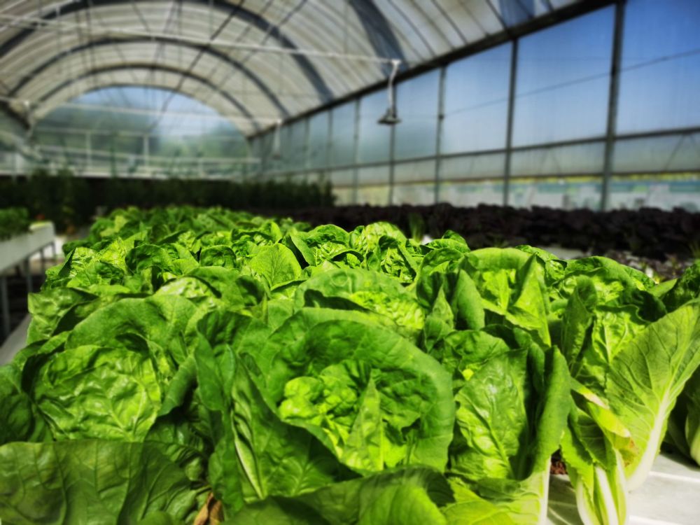 Aglare Lighting plant Lights are used to grow vegetables