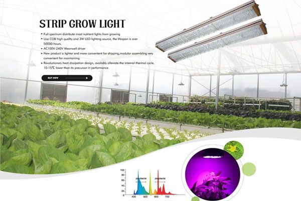 Warmly celebrate the establishment of LED Grow Lights Business Division