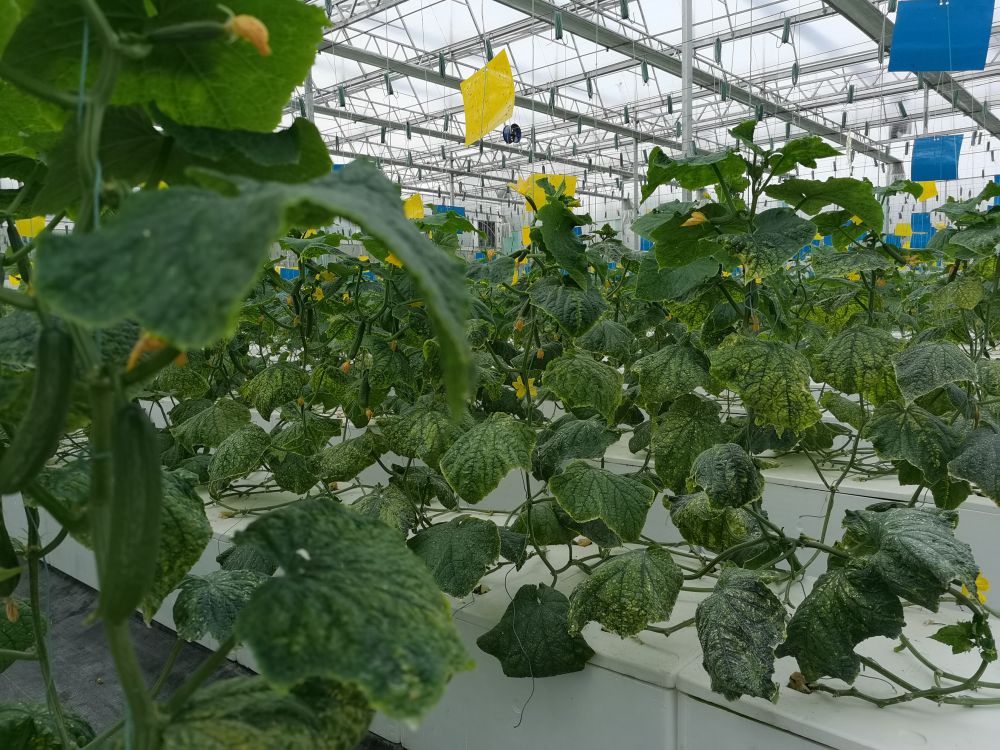 Aglare Lighting plant Growing Lights are used to grow vegetables on plant farms